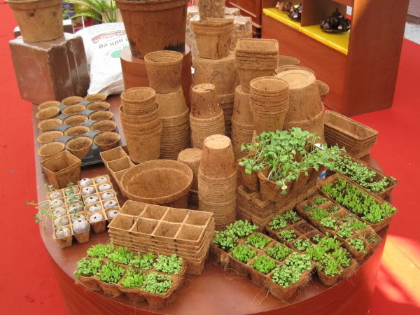 Coconut tree products