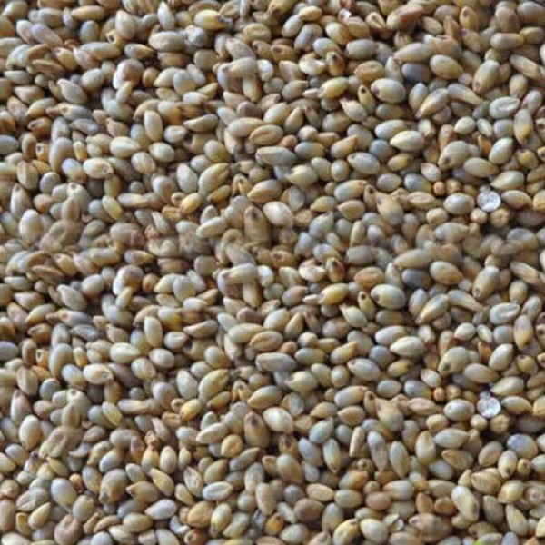 Pearl millet - bajra/kambu