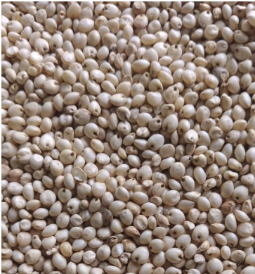 Sorghum - jowar/solam